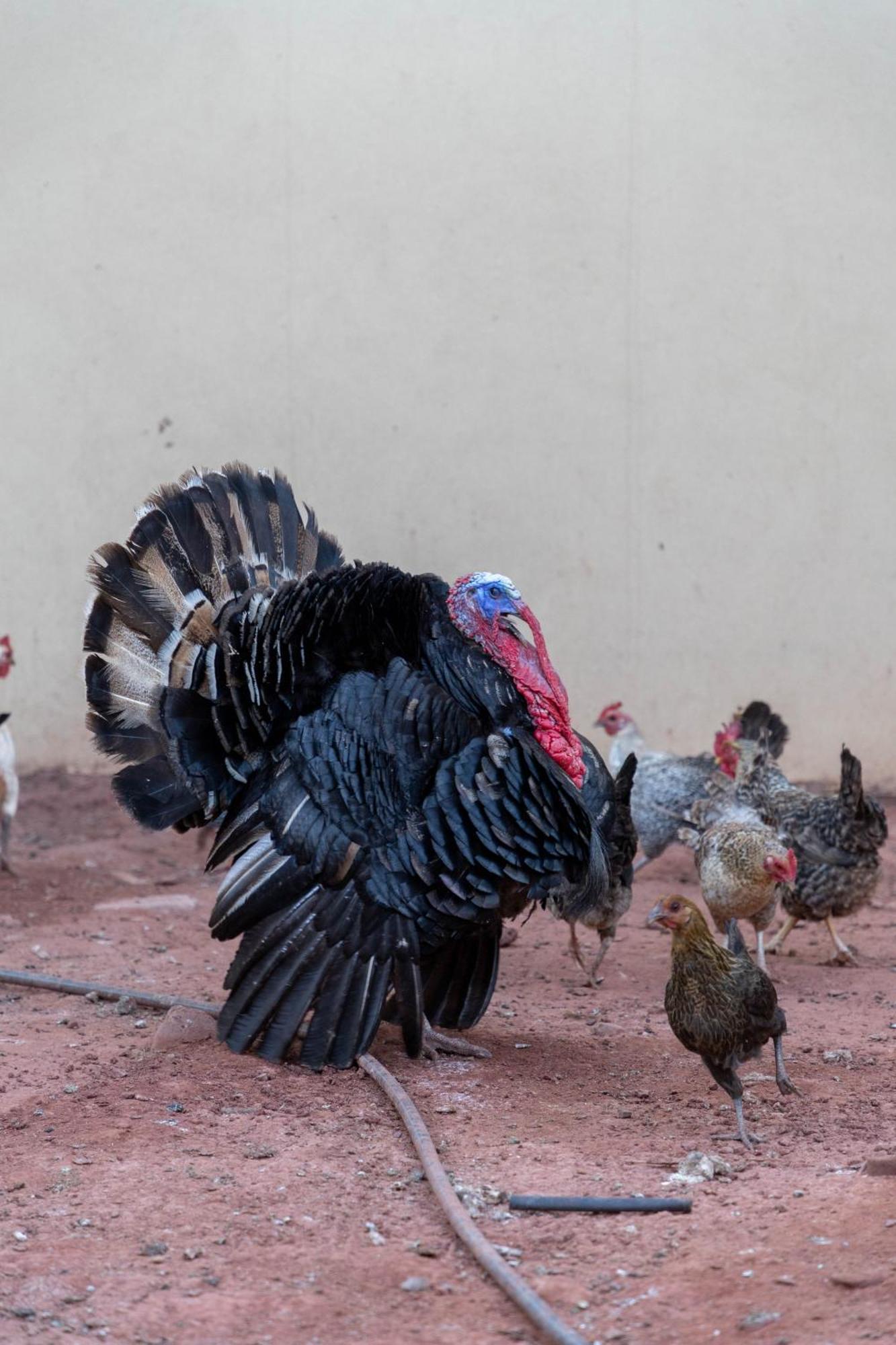 Peaceful Family On A Farm With Private Pool And Stunning Mountain Views Agadir