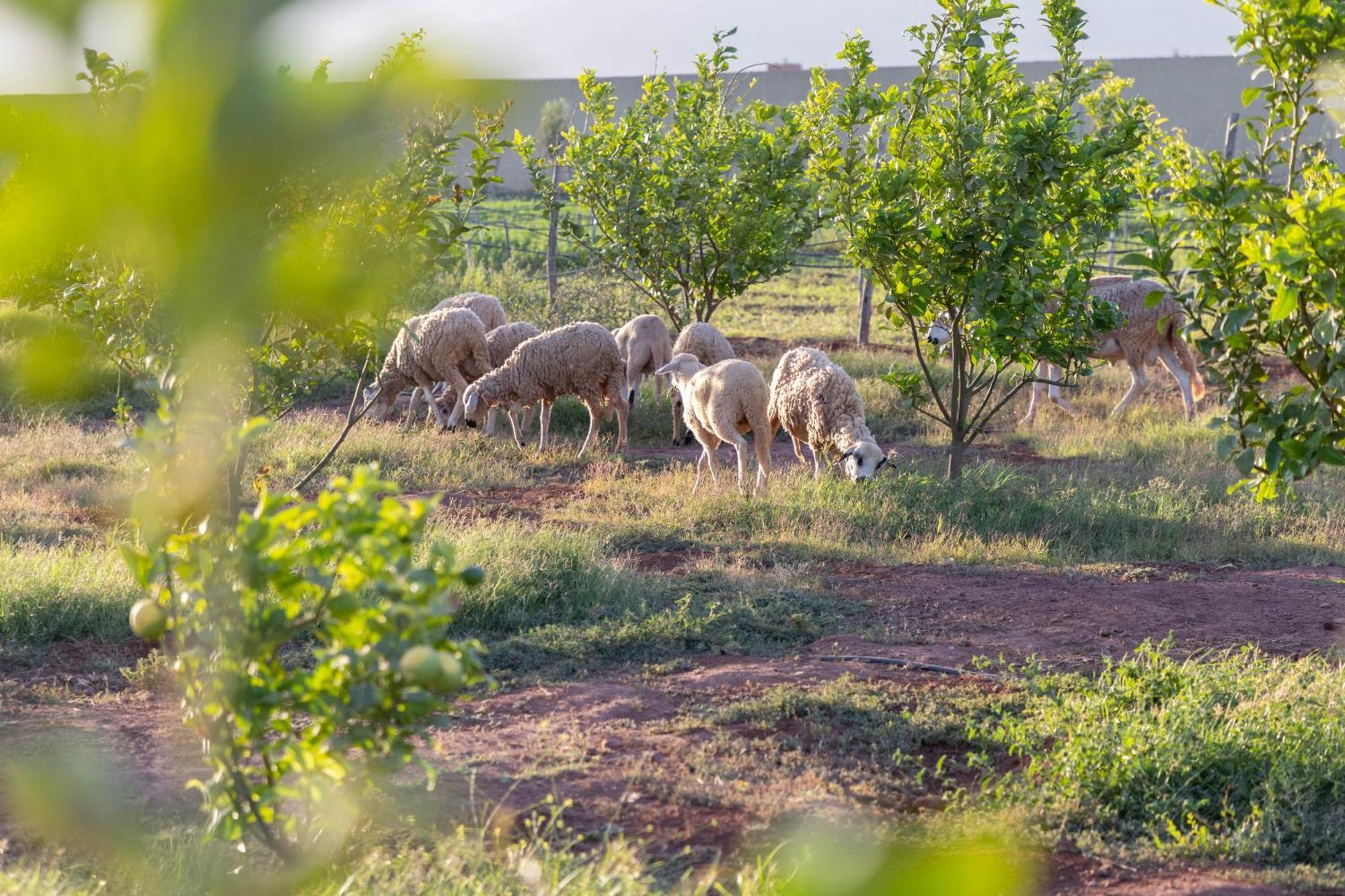 Peaceful Family On A Farm With Private Pool And Stunning Mountain Views Villa *